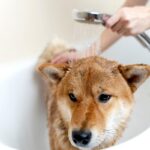 犬は『毎日お風呂』にいれてはいけないの？ 与えてしまう悪影響から正しい頻度・方法まで(ブログ)