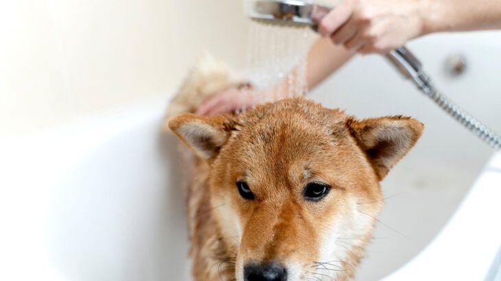 犬は『毎日お風呂』にいれてはいけないの？ 与えてしまう悪影響から正しい頻度・方法まで(ブログ)