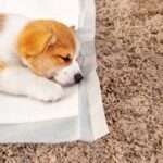 犬の『ペットシーツ』役立つ活用方法5選　今すぐ取り入れたい便利な使い方をご紹介(ブログ)