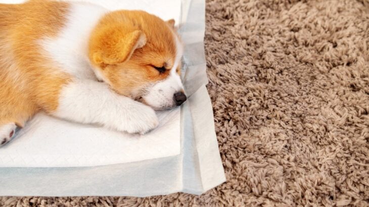 犬の『ペットシーツ』役立つ活用方法5選　今すぐ取り入れたい便利な使い方をご紹介(ブログ)