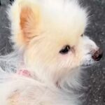 押し入れに閉じ込められ、置き去りにされた『14歳のボロボロ老犬』を保護…涙あふれる『ビフォーアフター』に反響「心が痛い」「幸せに」(ブログ)