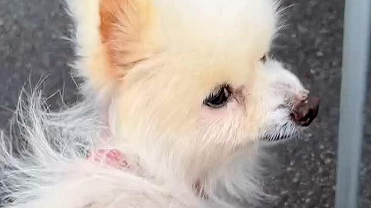 押し入れに閉じ込められ、置き去りにされた『14歳のボロボロ老犬』を保護…涙あふれる『ビフォーアフター』に反響「心が痛い」「幸せに」(ブログ)