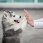 犬から学ぶ『人生において大切なこと』4つ　健気なワンコたちの姿から気付かされる幸せとは(ブログ)
