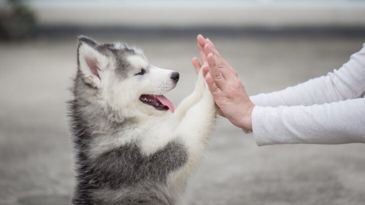犬から学ぶ『人生において大切なこと』4つ　健気なワンコたちの姿から気付かされる幸せとは(ブログ)