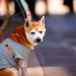 犬の年齢を人間で換算すると何歳なの？ライフステージに合った食事や健康管理まで(ブログ)