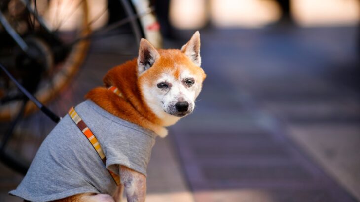 犬の年齢を人間で換算すると何歳なの？ライフステージに合った食事や健康管理まで(ブログ)