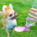 犬が散歩中に水を飲まない…どうしたらいい？暑い季節に効果的な3つの工夫をご紹介(ブログ)