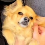 家に彼氏が遊びに来たら、想像以上に犬が懐いてしまい…完全に『自分の彼氏だ』と勘違いする光景が812万再生「勝ち誇った顔で草」「チラ見ｗ」(ブログ)