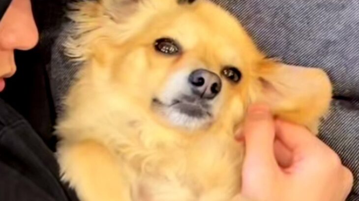 家に彼氏が遊びに来たら、想像以上に犬が懐いてしまい…完全に『自分の彼氏だ』と勘違いする光景が812万再生「勝ち誇った顔で草」「チラ見ｗ」(ブログ)