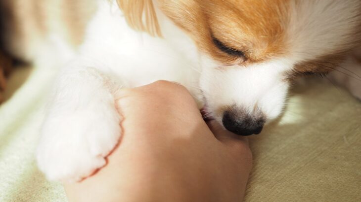 犬が飼い主に気を遣っているときの行動6つ　寄り添ってくれる理由から思いやりへの応え方まで(ブログ)