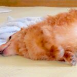 病院検査のため、おなかの毛を剃った犬→『ギリギリ犬…？』ワンコとは思えない光景に6万7000いいね「キャベツ添えたい」「美味しそうｗ」(ブログ)
