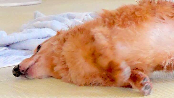 病院検査のため、おなかの毛を剃った犬→『ギリギリ犬…？』ワンコとは思えない光景に6万7000いいね「キャベツ添えたい」「美味しそうｗ」(ブログ)
