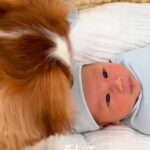 ママが妊娠している時から家にいた犬→ついに赤ちゃんが生まれてきて…愛にあふれた『素敵なストーリー』に思わず感動「癒された」「映画作れる」(ブログ)