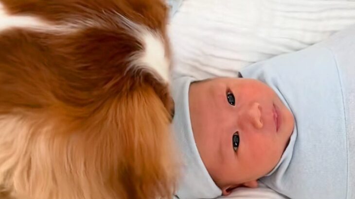 ママが妊娠している時から家にいた犬→ついに赤ちゃんが生まれてきて…愛にあふれた『素敵なストーリー』に思わず感動「癒された」「映画作れる」(ブログ)