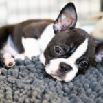 犬の口蓋裂ってどんな病気？症状や治療法、その後の生活まで獣医が解説(ブログ)