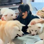 女の子が『1時間だけ外出』して家に帰ってきたら、5匹の大型犬が…あまりにも尊い『おかえりなさいの光景』が話題「愛されてる」「最高すぎ」(ブログ)