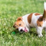 犬がしっぽをブンブン振っているときの心理5選　意外と知らない愛犬の本音とは？(ブログ)