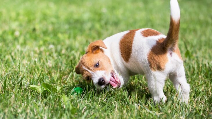犬がしっぽをブンブン振っているときの心理5選　意外と知らない愛犬の本音とは？(ブログ)