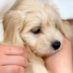 『成長しても５～６キロ』と言われた犬を飼った結果…予想をはるかに上回る『衝撃のビフォーアフター』が49万再生「吹いたｗ」「最高すぎる」(ブログ)