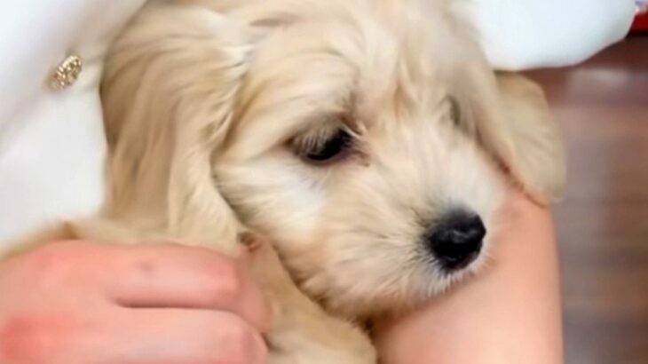 『成長しても５～６キロ』と言われた犬を飼った結果…予想をはるかに上回る『衝撃のビフォーアフター』が49万再生「吹いたｗ」「最高すぎる」(ブログ)