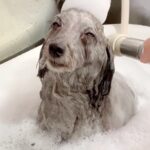 お風呂に入っているスリムな犬→濡れる前は…想像の斜め上を行く『もはや別犬なビフォーアフター』に反響「吹いたｗ」「差がスゴすぎる」(ブログ)