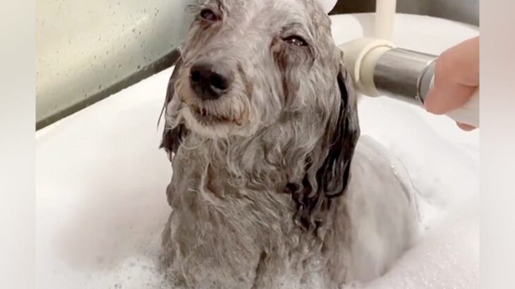 お風呂に入っているスリムな犬→濡れる前は…想像の斜め上を行く『もはや別犬なビフォーアフター』に反響「吹いたｗ」「差がスゴすぎる」(ブログ)