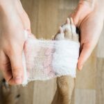 犬が散歩中に負いやすい『ケガ』4つ　愛犬の身を守るために飼い主が意識すべきこととは(ブログ)