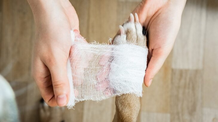 犬が散歩中に負いやすい『ケガ』4つ　愛犬の身を守るために飼い主が意識すべきこととは(ブログ)