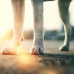 “いつも通り”が危険に！夏の散歩で見落としがちな落とし穴とは【獣医が解説】(ブログ)