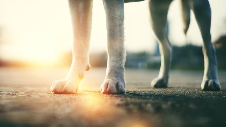 “いつも通り”が危険に！夏の散歩で見落としがちな落とし穴とは【獣医が解説】(ブログ)