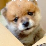 『手のひらサイズの赤ちゃん犬』が成長→豆柴だと思っていたら…予想と違った『まさかのビフォーアフター』に反響「通常柴で草」「かわいいｗ」(ブログ)