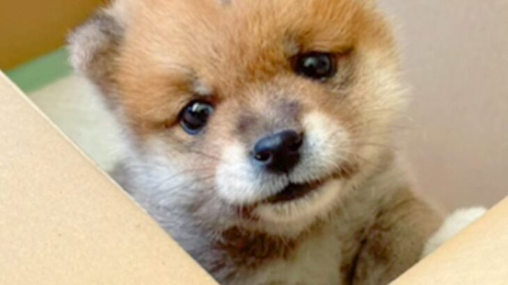 『手のひらサイズの赤ちゃん犬』が成長→豆柴だと思っていたら…予想と違った『まさかのビフォーアフター』に反響「通常柴で草」「かわいいｗ」(ブログ)
