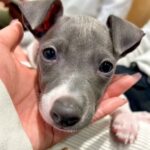 『華奢な赤ちゃん犬を飼った』と思っていたら…１年後→完全に別の犬？衝撃的なビフォーアフターに反響「うちの倍あるｗ」「デカグレかっこいい」(ブログ)