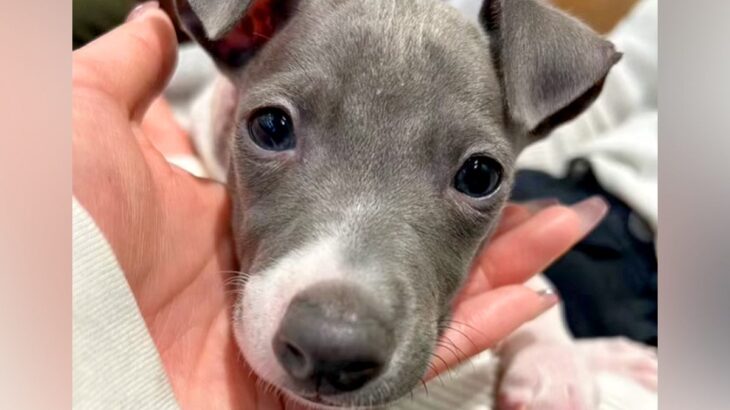 『華奢な赤ちゃん犬を飼った』と思っていたら…１年後→完全に別の犬？衝撃的なビフォーアフターに反響「うちの倍あるｗ」「デカグレかっこいい」(ブログ)