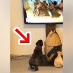 テレビで『相撲の稽古の映像』が流れた結果→見ていた犬が突然…やる気満々すぎる『まさかの光景』が16万再生「四股踏んでるｗ」「可愛すぎｗ」(ブログ)