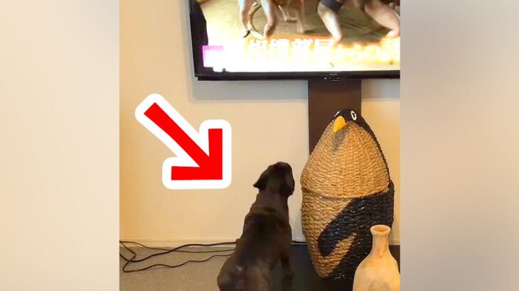テレビで『相撲の稽古の映像』が流れた結果→見ていた犬が突然…やる気満々すぎる『まさかの光景』が16万再生「四股踏んでるｗ」「可愛すぎｗ」(ブログ)