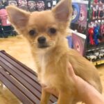 値下げされた『6ヶ月の売れ残り犬』→気になって4日連続で会いに行き…人生が変わった『素敵な物語』が12万再生「泣ける」「待ってたんだ」(ブログ)