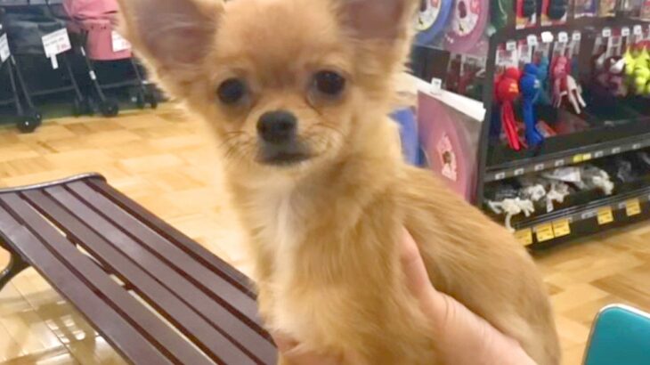 値下げされた『6ヶ月の売れ残り犬』→気になって4日連続で会いに行き…人生が変わった『素敵な物語』が12万再生「泣ける」「待ってたんだ」(ブログ)