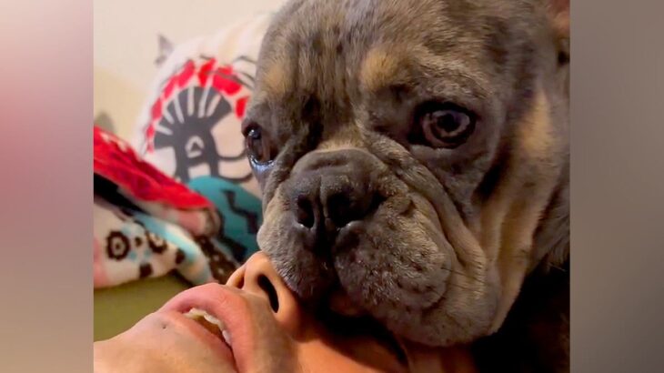 転がっていたら、犬が顔面に『口のタプタプ』を乗せてきて…構ってほしくて見せた『コントのような行動』が18万再生「新しいｗ」「独り占め」(ブログ)