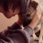 処分寸前だった『悲しい目をした元保護犬』を飼った結果…40日後→涙が止まらない『初めて抱っこされた瞬間』が563万再生「感動した」と反響(ブログ)