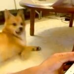 タブレットでお絵描き→画面を消した瞬間、爆睡していた犬が…『すさまじく速い反応』に24万再生の反響「口角可愛い」「めっちゃ分かるｗ」(ブログ)