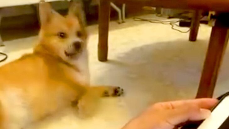 タブレットでお絵描き→画面を消した瞬間、爆睡していた犬が…『すさまじく速い反応』に24万再生の反響「口角可愛い」「めっちゃ分かるｗ」(ブログ)