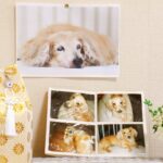 犬は「他の犬の死」を理解する？多頭飼いで亡くなった場合のケアとは？(ブログ)