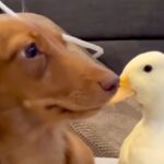 『テレビを観たい犬』VS『阻止したいアヒル』種族を超えたカップルのような光景が44万再生「私と彼氏の日常ｗ」「めんどくさそうで草」と爆笑(ブログ)