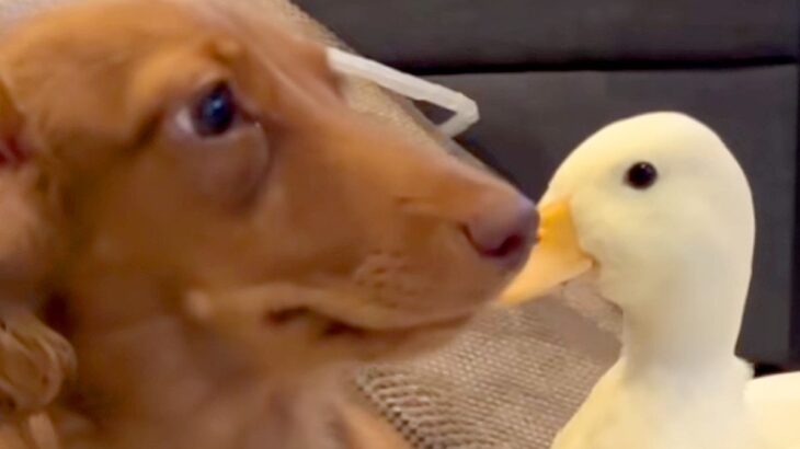 『テレビを観たい犬』VS『阻止したいアヒル』種族を超えたカップルのような光景が44万再生「私と彼氏の日常ｗ」「めんどくさそうで草」と爆笑(ブログ)