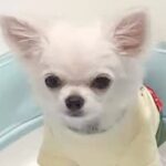 『ごはんなんていらない』どうしてもご飯を食べない犬→検査しても改善せず…多くの共感を呼んだ記録が33万再生「あるある」「大切だからこそ」(ブログ)