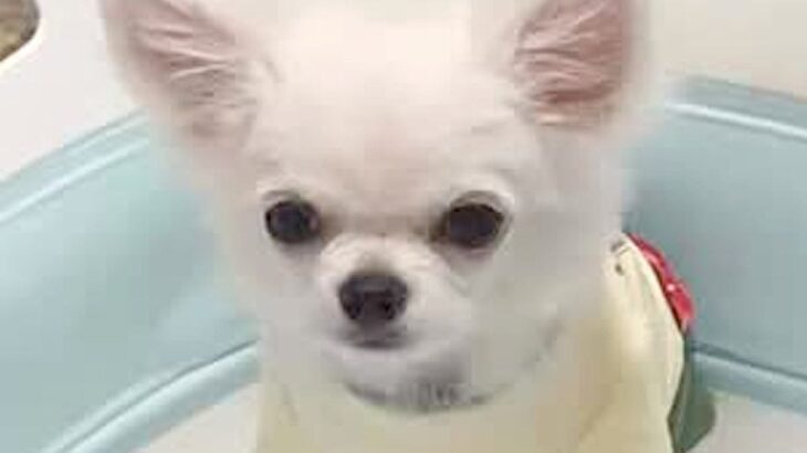 『ごはんなんていらない』どうしてもご飯を食べない犬→検査しても改善せず…多くの共感を呼んだ記録が33万再生「あるある」「大切だからこそ」(ブログ)