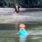 女の子たちと川遊びをする大型犬→ボールが流されてしまい…思わず吹き出す『コントのような光景』が8万再生「感動と思いきやｗ」「最高」と反響(ブログ)
