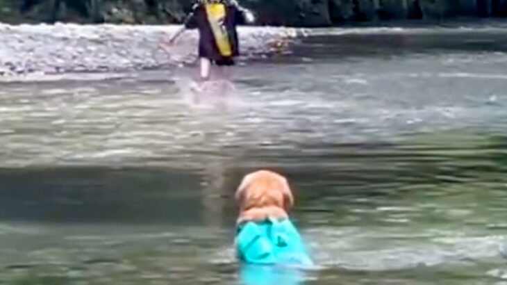 女の子たちと川遊びをする大型犬→ボールが流されてしまい…思わず吹き出す『コントのような光景』が8万再生「感動と思いきやｗ」「最高」と反響(ブログ)