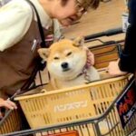 ホームセンターに『犬を連れて行った』結果→店員さんが集まってきて…もはやファンミーティング？微笑ましい光景が93万再生「混ざりたい」の声(ブログ)